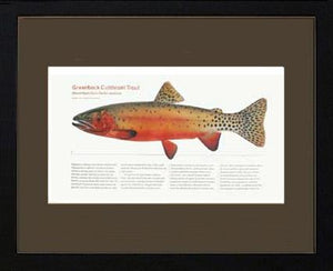 Greenback Cutthroat Trout