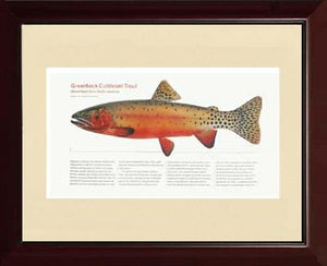 Greenback Cutthroat Trout