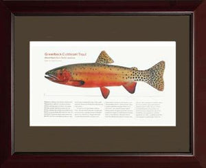 Greenback Cutthroat Trout