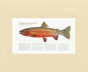 Greenback Cutthroat Trout