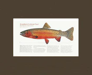 Greenback Cutthroat Trout