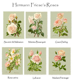 Friese's Rose Note Cards