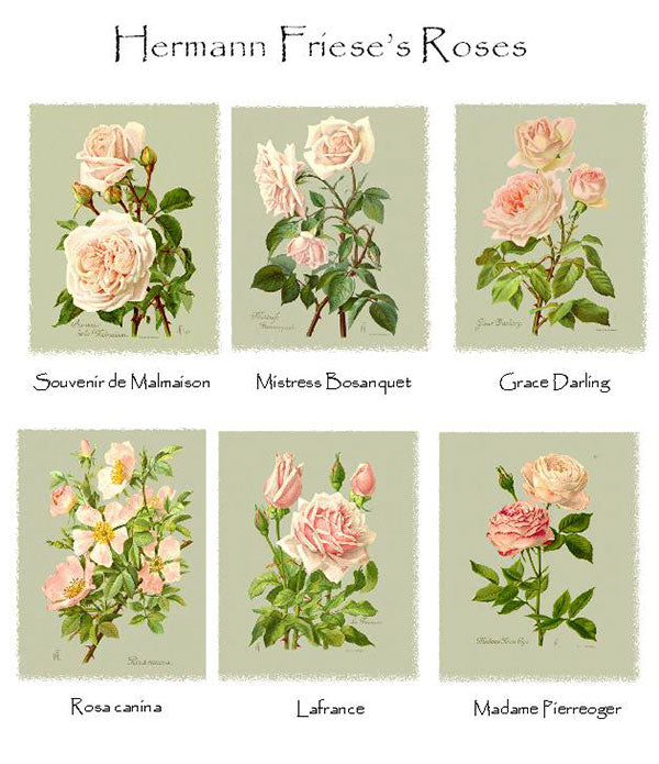 Hermann Friese's Rose Notecards