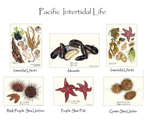 Pacific Intertidal Life