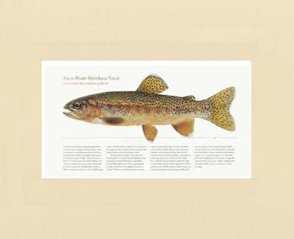 Kern River Rainbow Trout