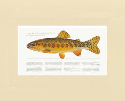 Little Kern River Golden-Trout