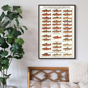 Trout, Salmon and Char ID Poster - Males - Charting Nature