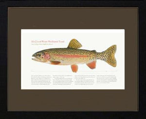 McCloud River Redband Trout