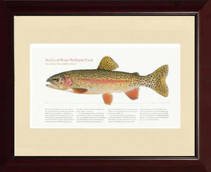 McCloud River Redband Trout