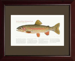 McCloud River Redband Trout