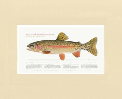 McCloud River Redband Trout