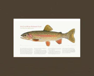 McCloud River Redband Trout