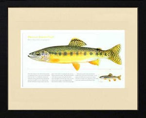 Mexican Golden Trout