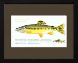 Mexican Golden Trout