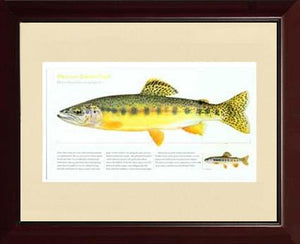 Mexican Golden Trout