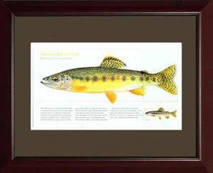 Mexican Golden Trout