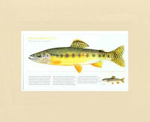 Mexican Golden Trout