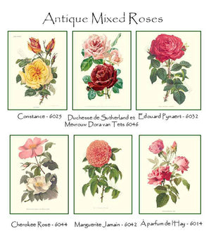 Vintage Mixed Rose Note Card Set