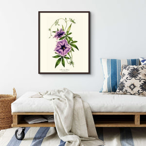 Morning Glory | Flower/Floral Art Print