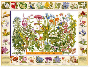 Native Wildflowers Species Poster Identification Chart