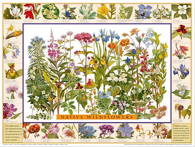 Native Wildflowers (North America) Poster Identification Chart
