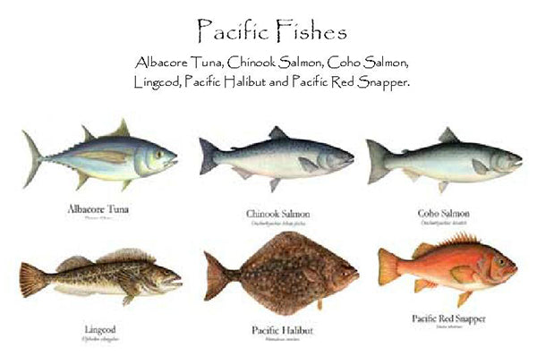pegs Tulipaner glide Pacific Fishes Notecard Set - Fish and Shellfish Assorted Notecard Set –  Charting Nature