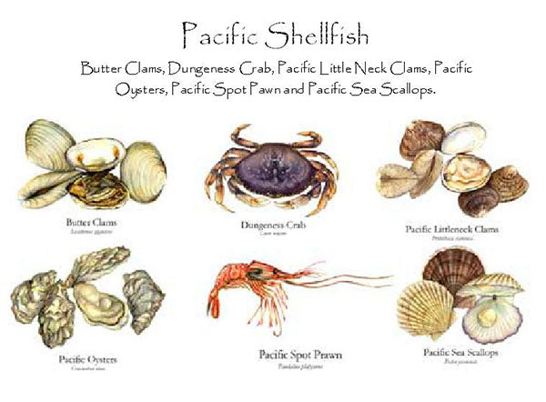 Pacific Shellfish Notecards