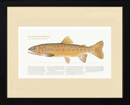 Paiute Cutthroat Trout |  Matted Tomelleri Trout Fish Print