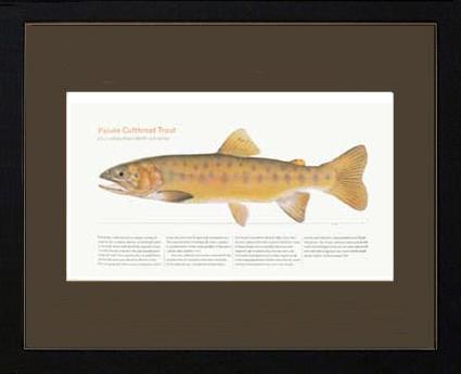 Paiute Cutthroat Trout |  Matted Tomelleri Trout Fish Print