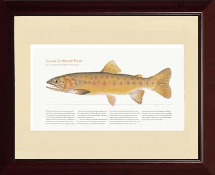 Paiute Cutthroat Trout |  Matted Tomelleri Trout Fish Print
