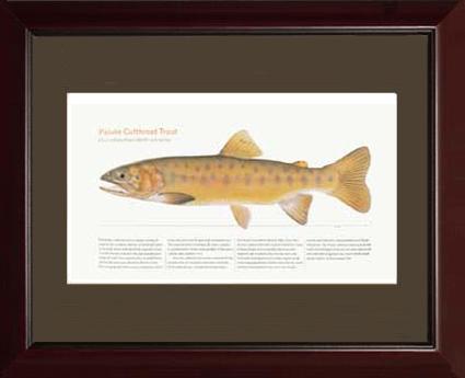 Paiute Cutthroat Trout |  Matted Tomelleri Trout Fish Print