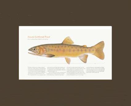 Paiute Cutthroat Trout |  Matted Tomelleri Trout Fish Print