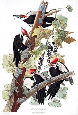 Woodpecker-Pileated