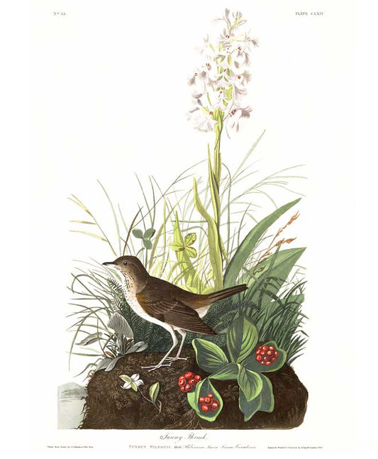 Thrush-Tawny