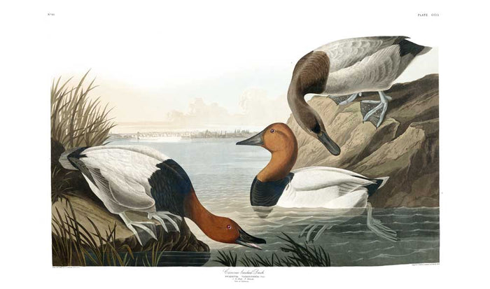 Canvasback Duck - Lithograph