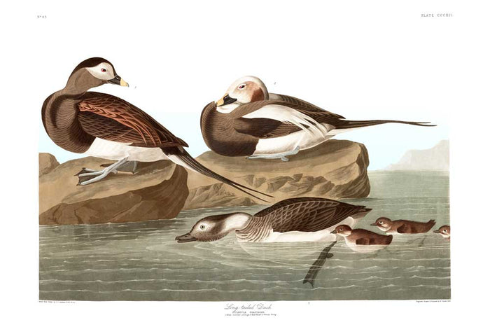 Duck, Long Tailed