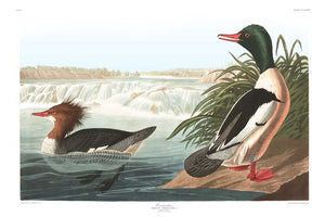 Goosander