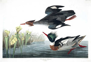 Merganser-Red Breasted