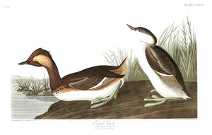 Grebe-Eared