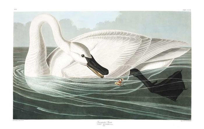 Swan-Trumpeter