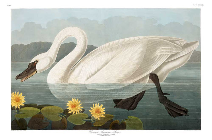 Swan-Common American