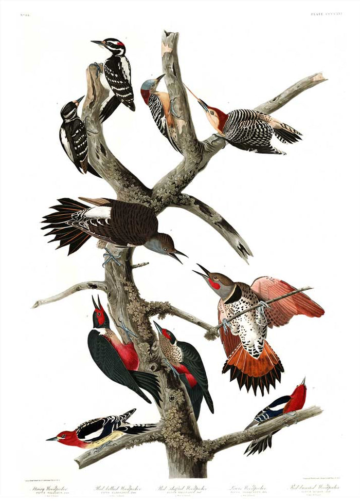Woodpecker-Hairy