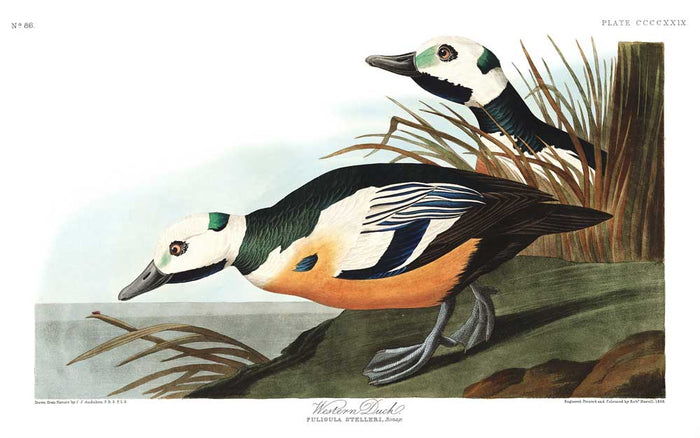 Western Duck - Lithograph