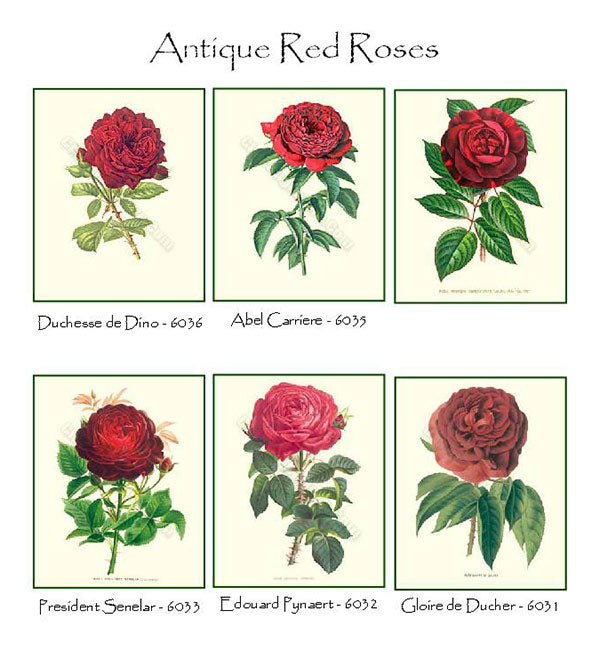 Red Roses | Vintage Botanical Note Card Set