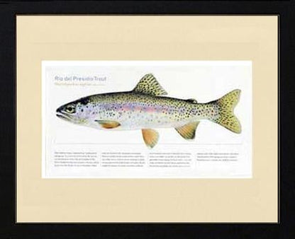 Rio del Presidio Trout |  Matted Tomelleri Trout Fish Print
