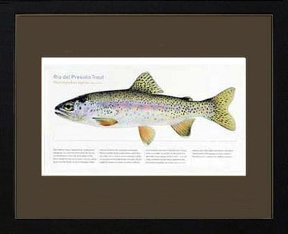 Rio del Presidio Trout |  Matted Tomelleri Trout Fish Print