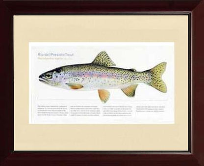 Rio del Presidio Trout |  Matted Tomelleri Trout Fish Print
