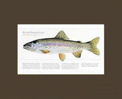 Rio del Presidio Trout |  Matted Tomelleri Trout Fish Print