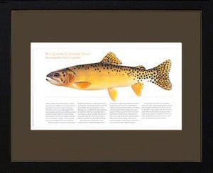 Rio Grande Cutthroat