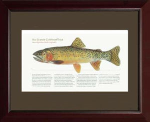 Rio Grande Cutthroat Trout